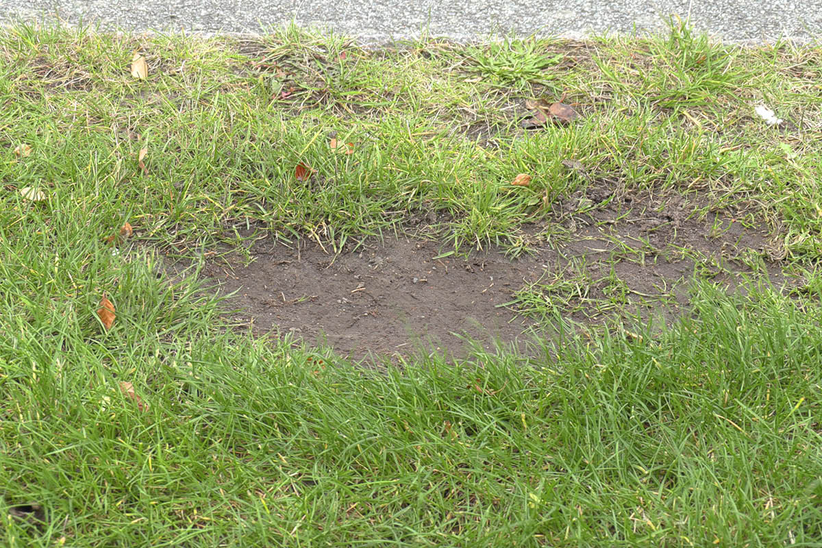 Kala fläckar i gräsmattan