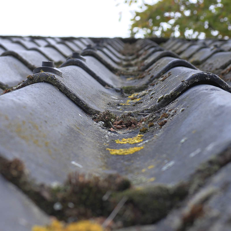 Mose på taket: Mose er standhaftig