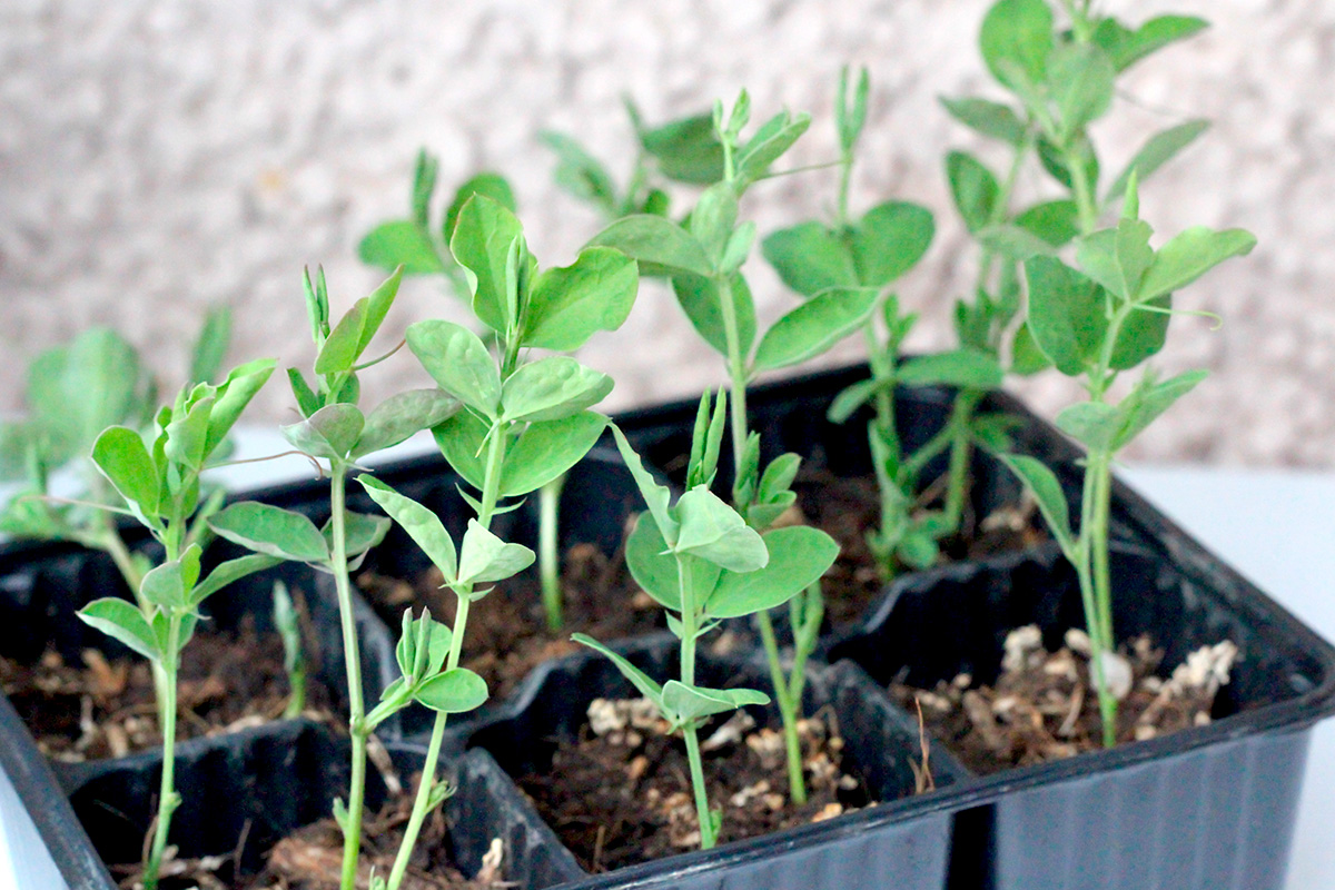 Tuoksuherne esikasvatus