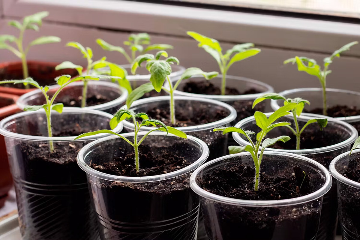 Forspire til haven i marts