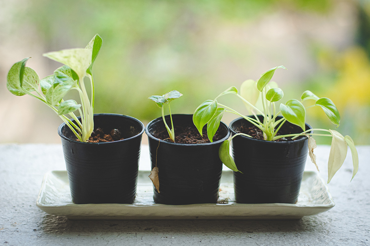 Blomster til haven i marts