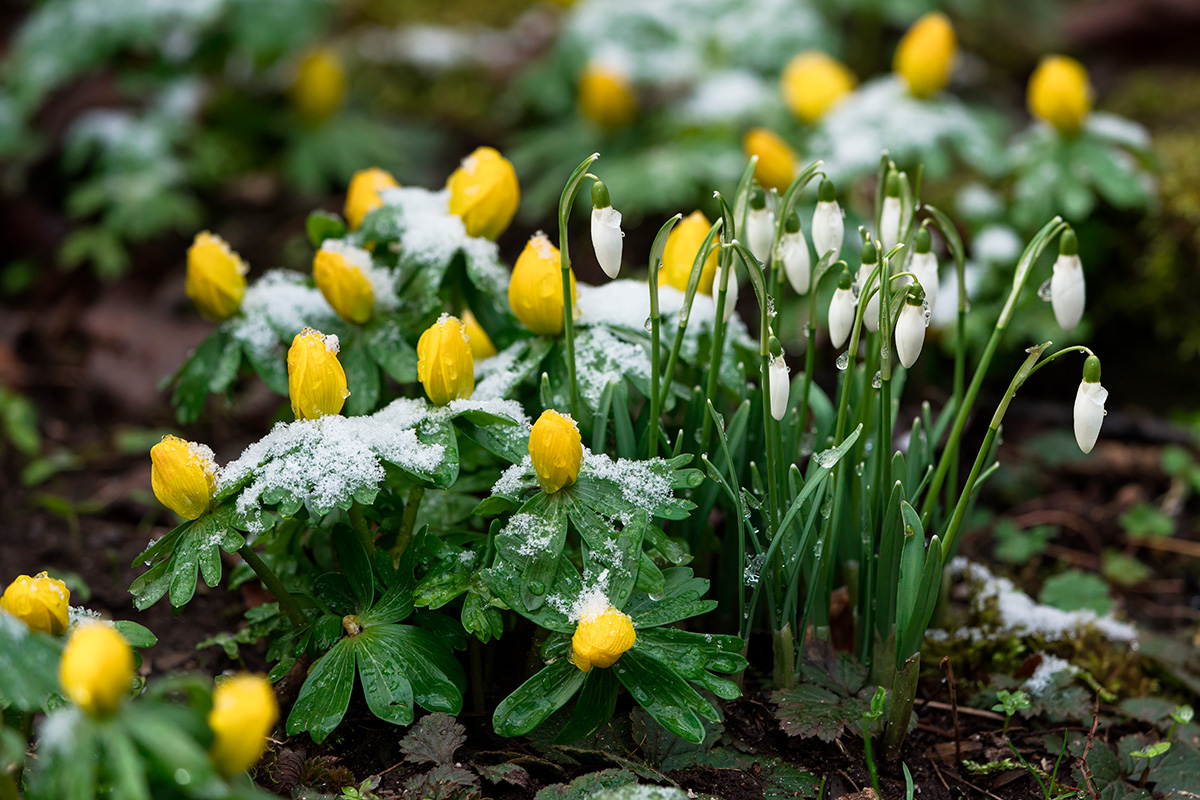 Haven i marts: Vintergækker og erantis