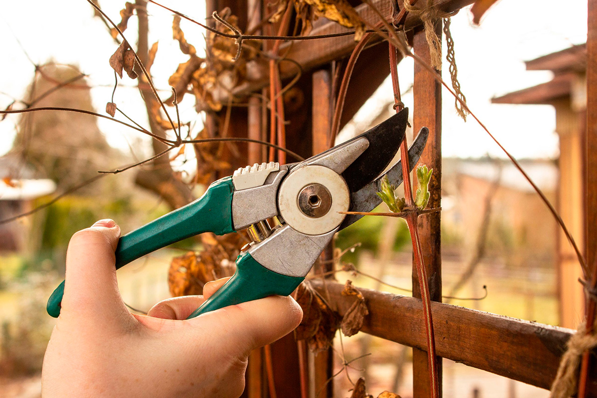 Haven i marts: Beskæring af klematis