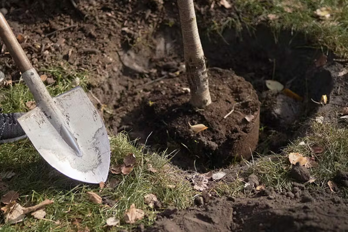 Haven i marts: Plante og flytte træer og buske