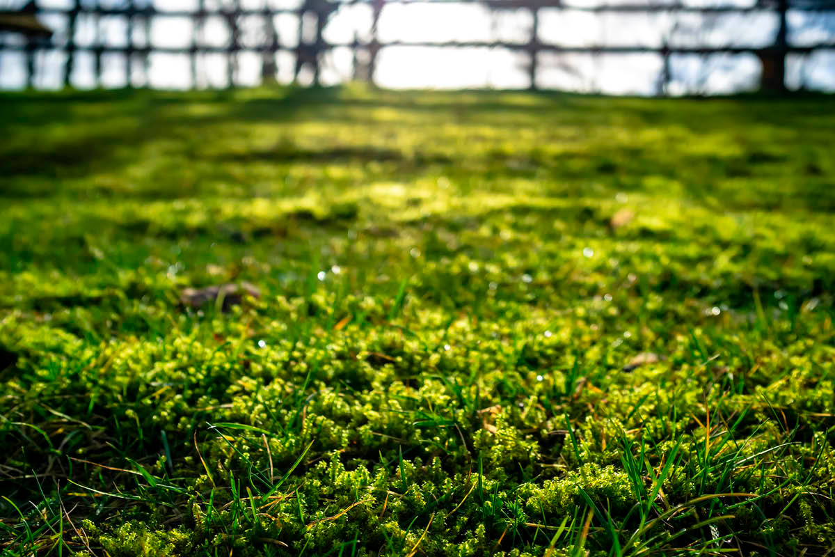 Ilmaa ja leikkaa nurmikko keväällä