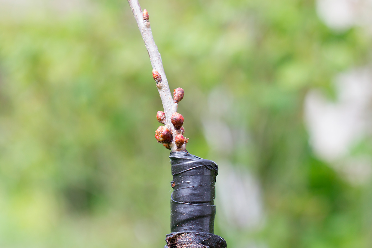 Puiden varttaminen keväällä