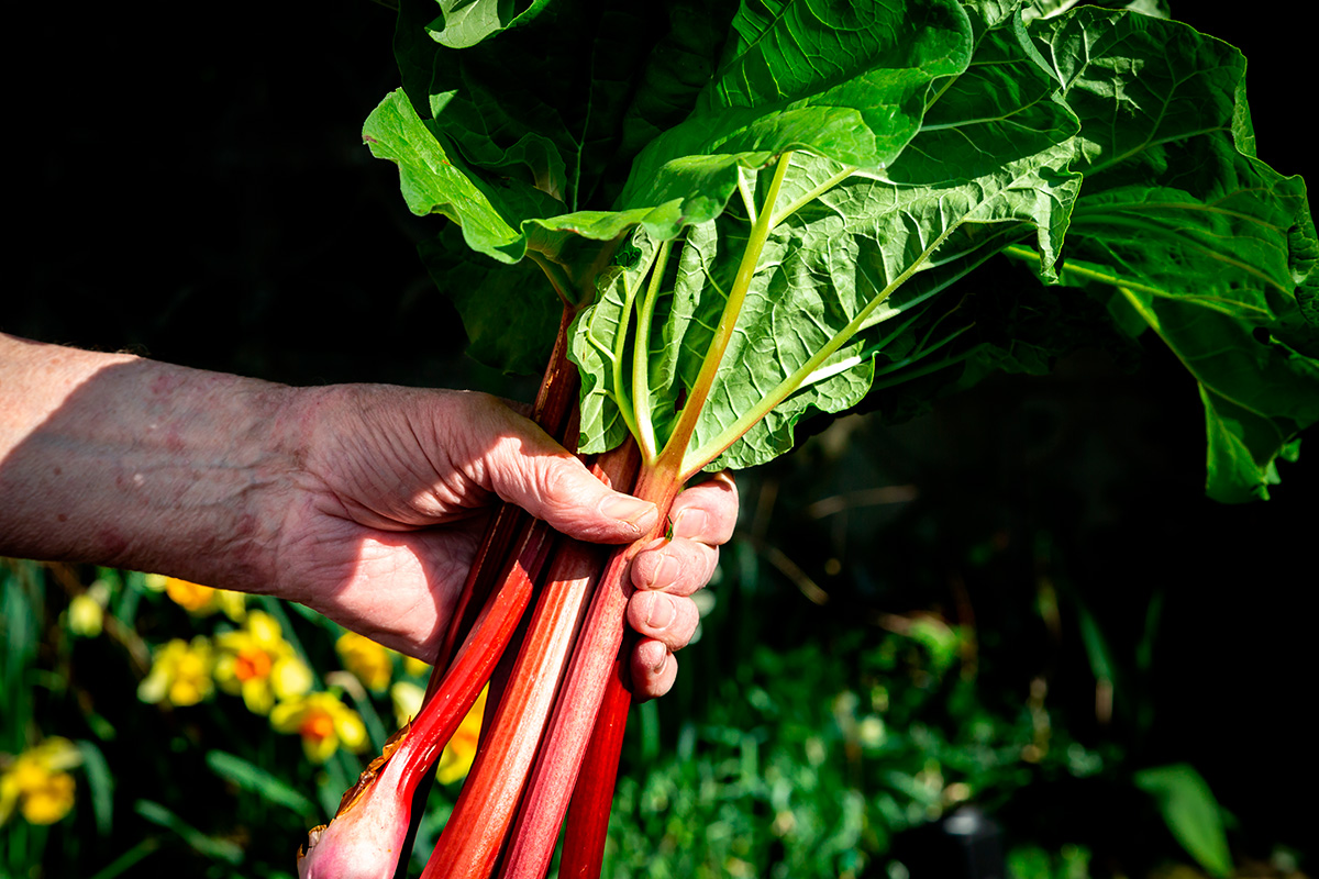 Raperperit pihalla keväällä