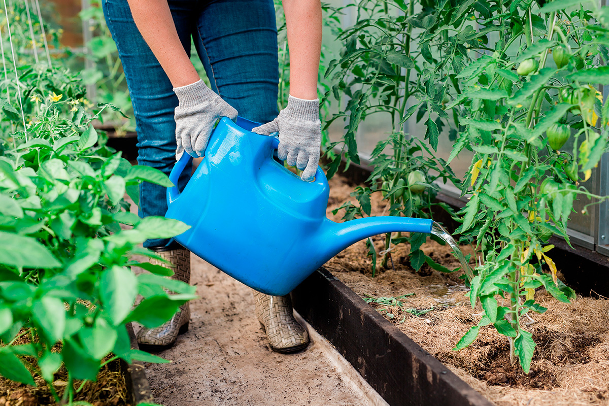 Kasvien hoitaminen kasvihuoneessa keväällä
