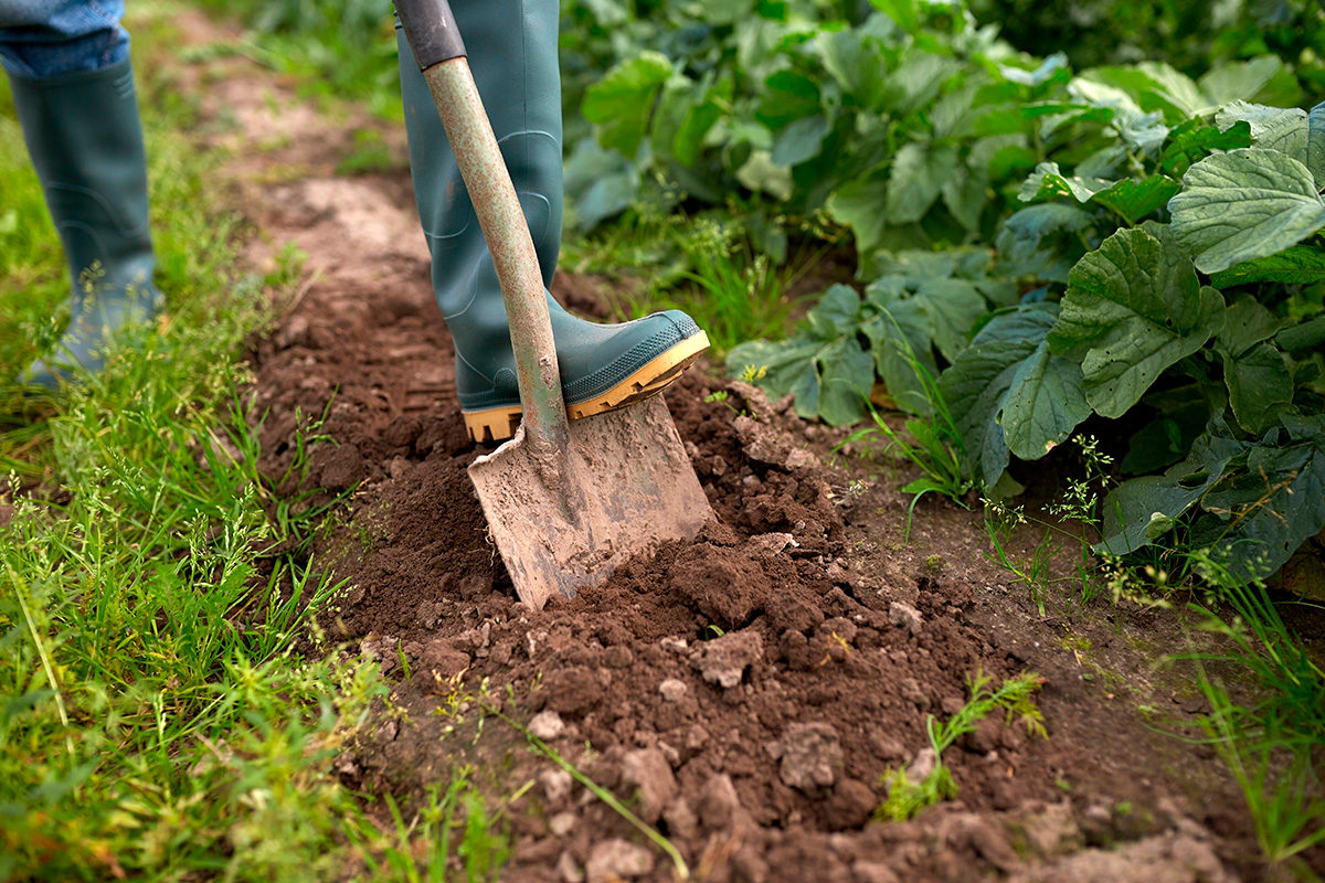 Plante i køkkenhaven i april
