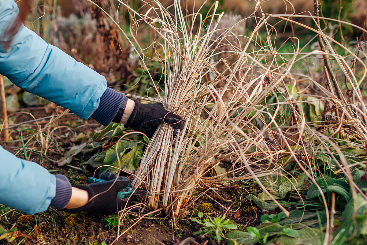 Klippe stauder i haven i april