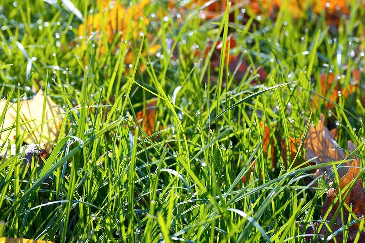 Klipning af græs i april