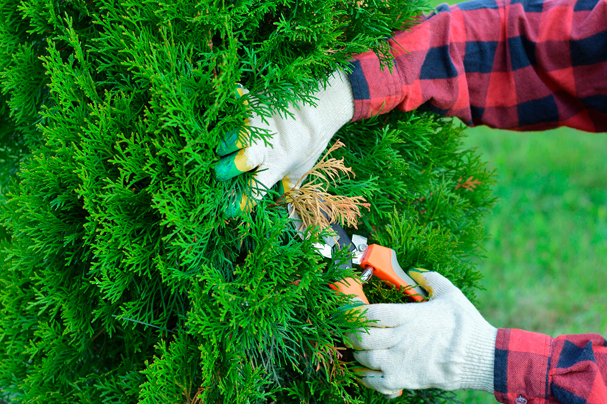 Når klippe thuja hekk
