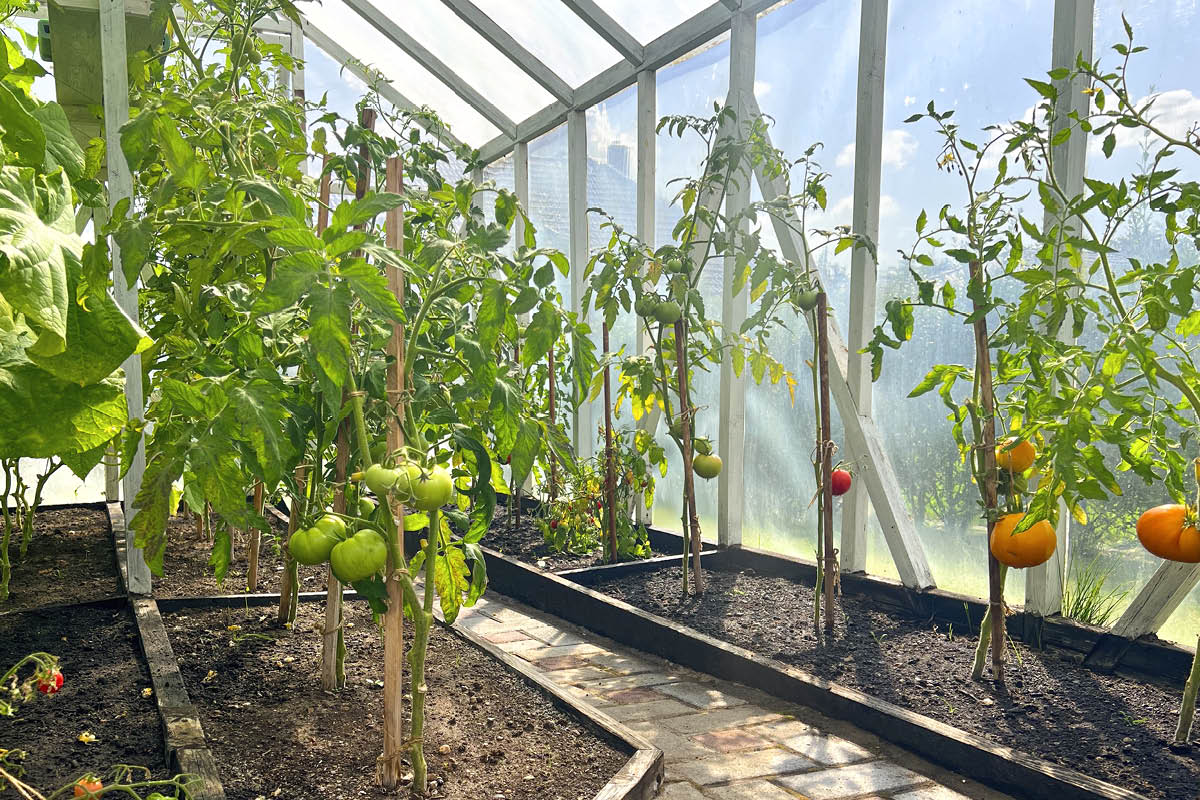 Planter til orangeriet