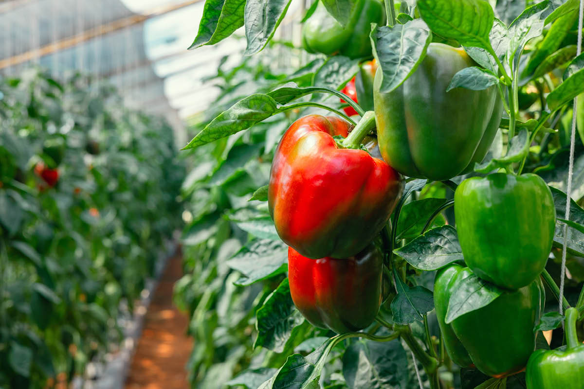Kasvia kasvihuoneeseen: Paprika