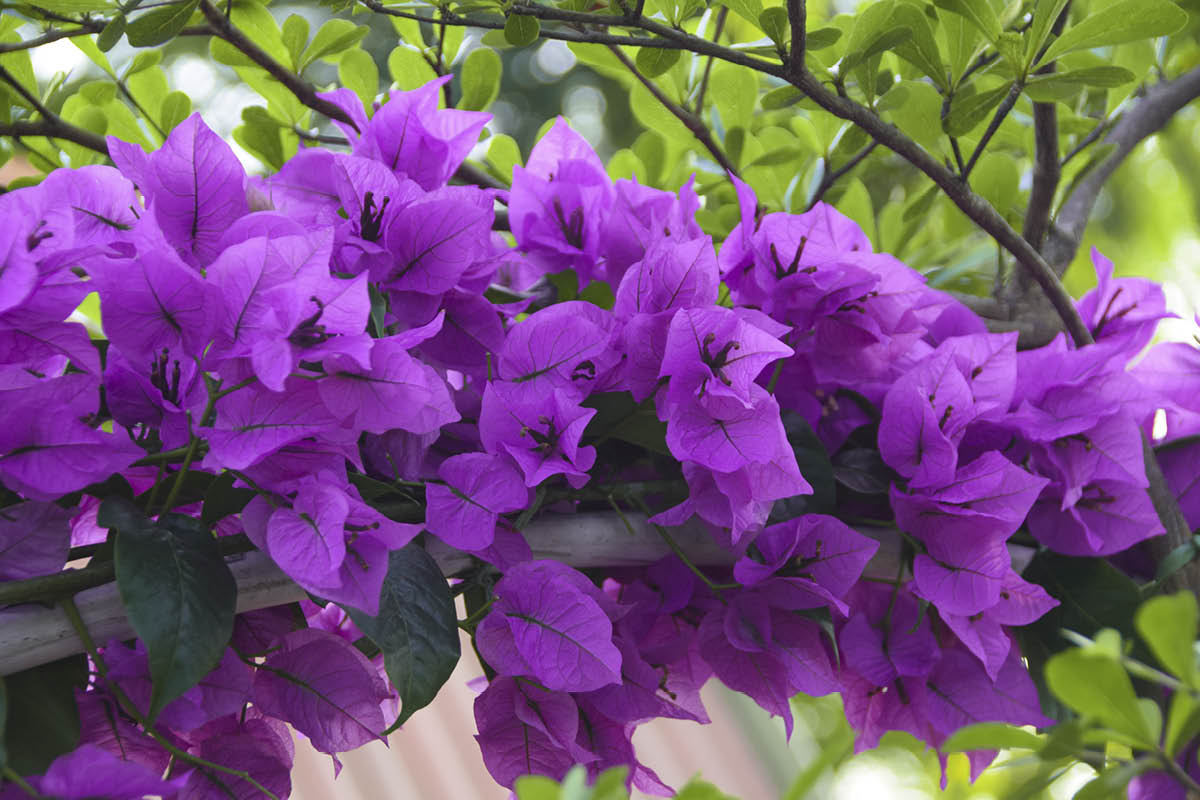 Kasvia kasvihuoneeseen: Ihmeköynnös