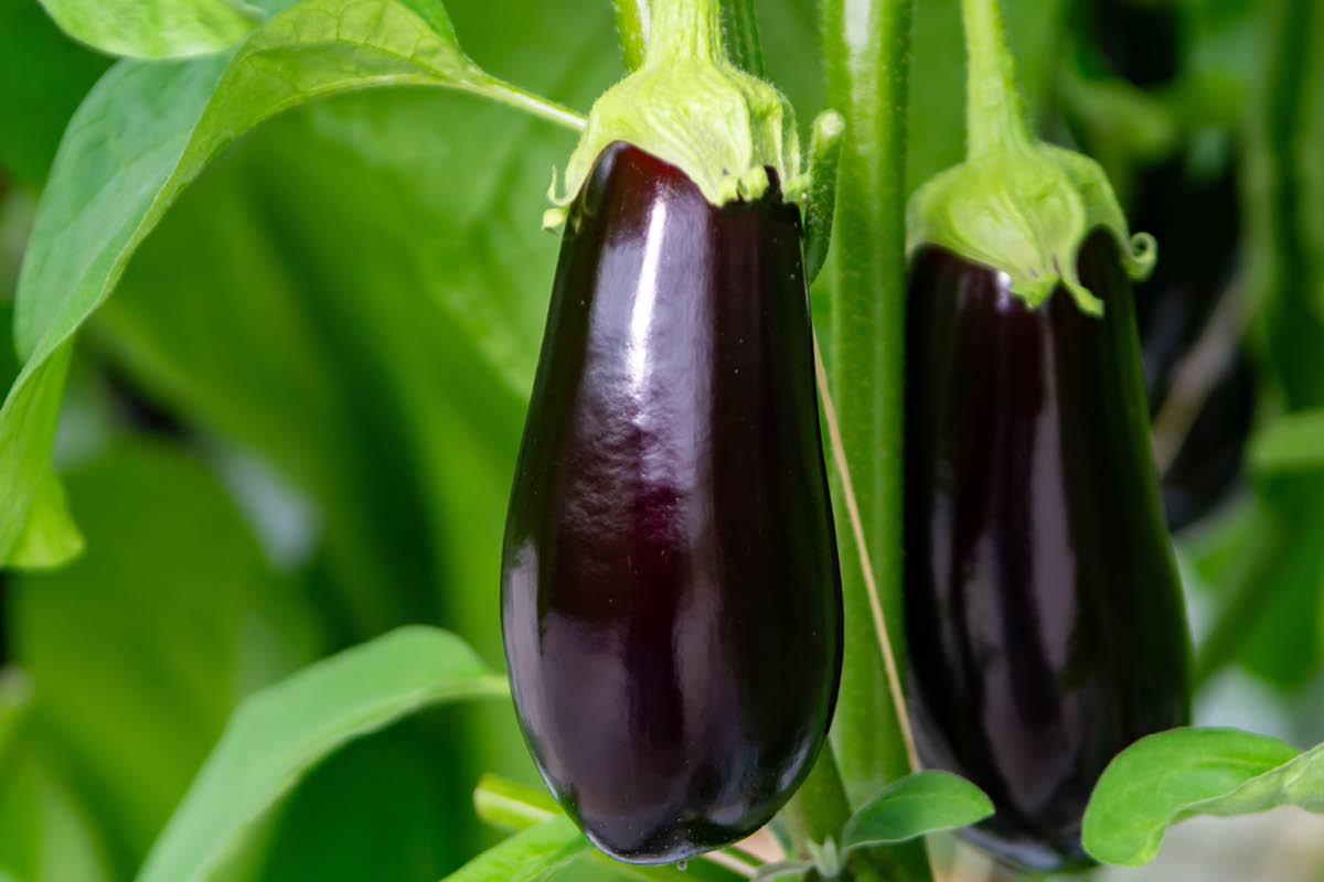 Kasvia kasvihuoneeseen: Munakoiso