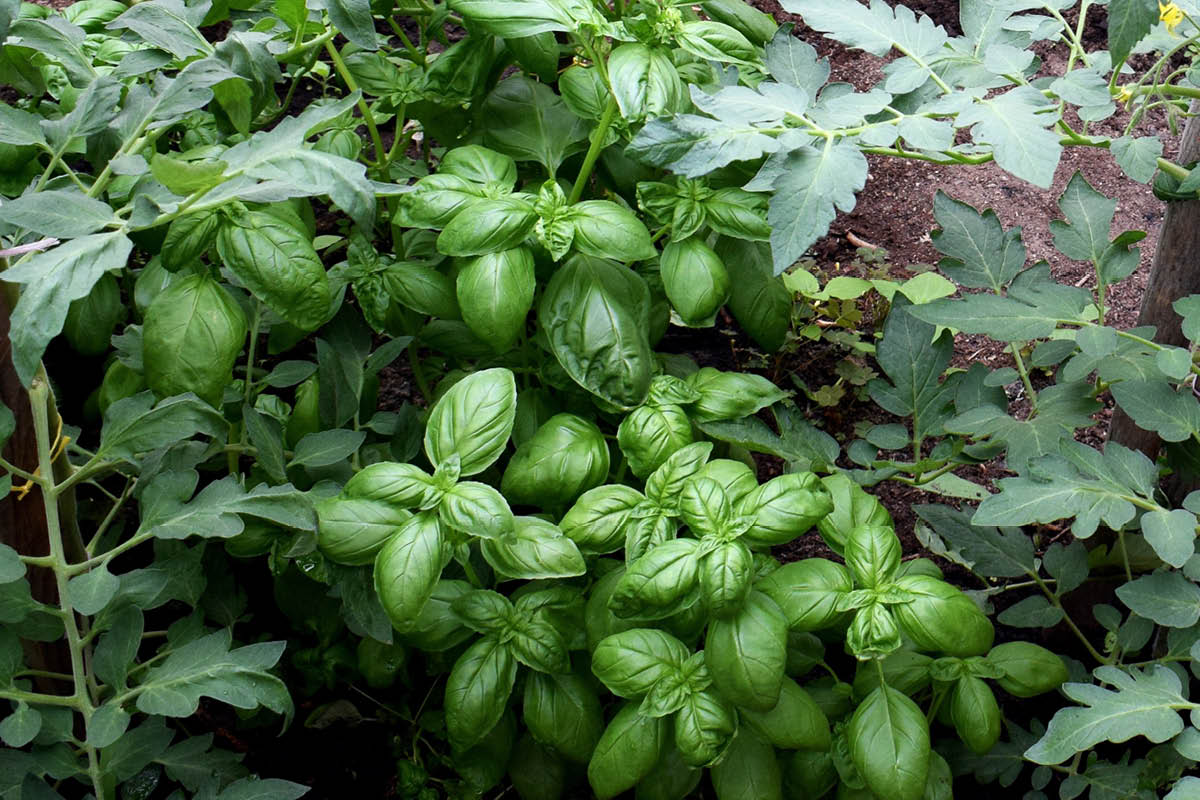 Kasvia kasvihuoneeseen: Basilika