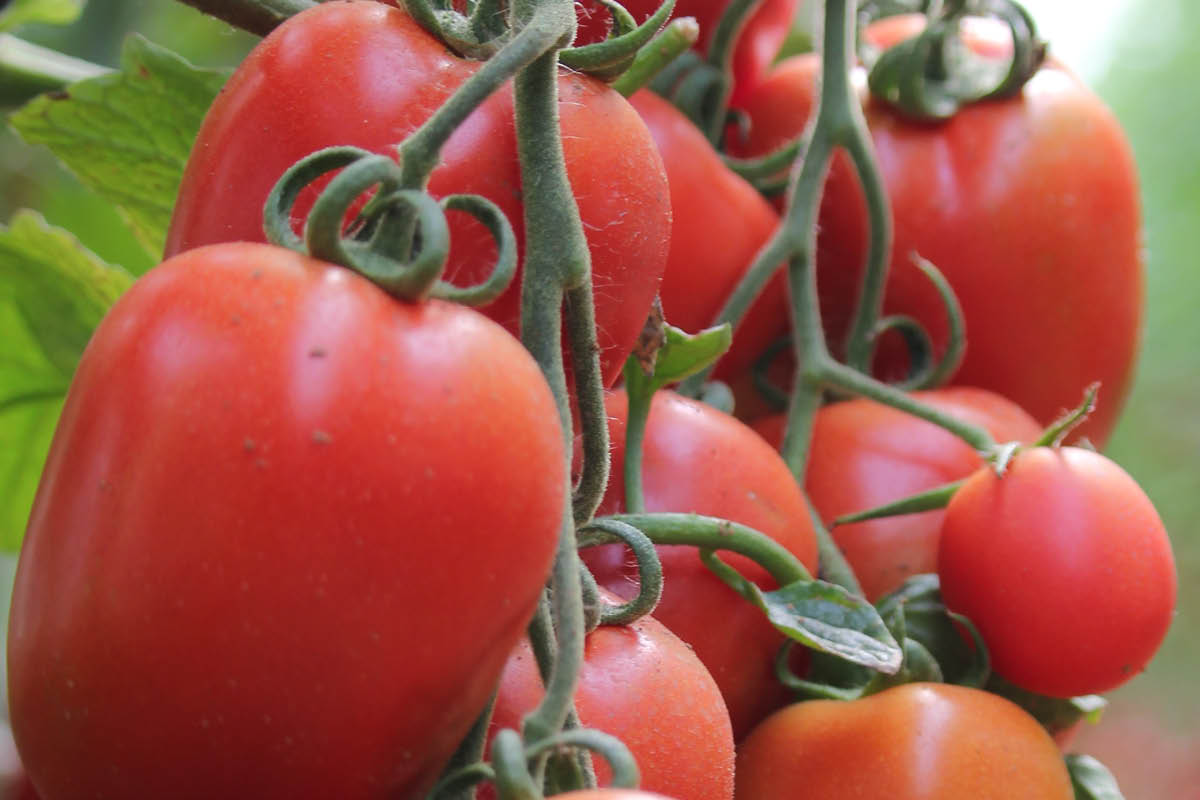 Kasvia kasvihuoneeseen: Tomaatti