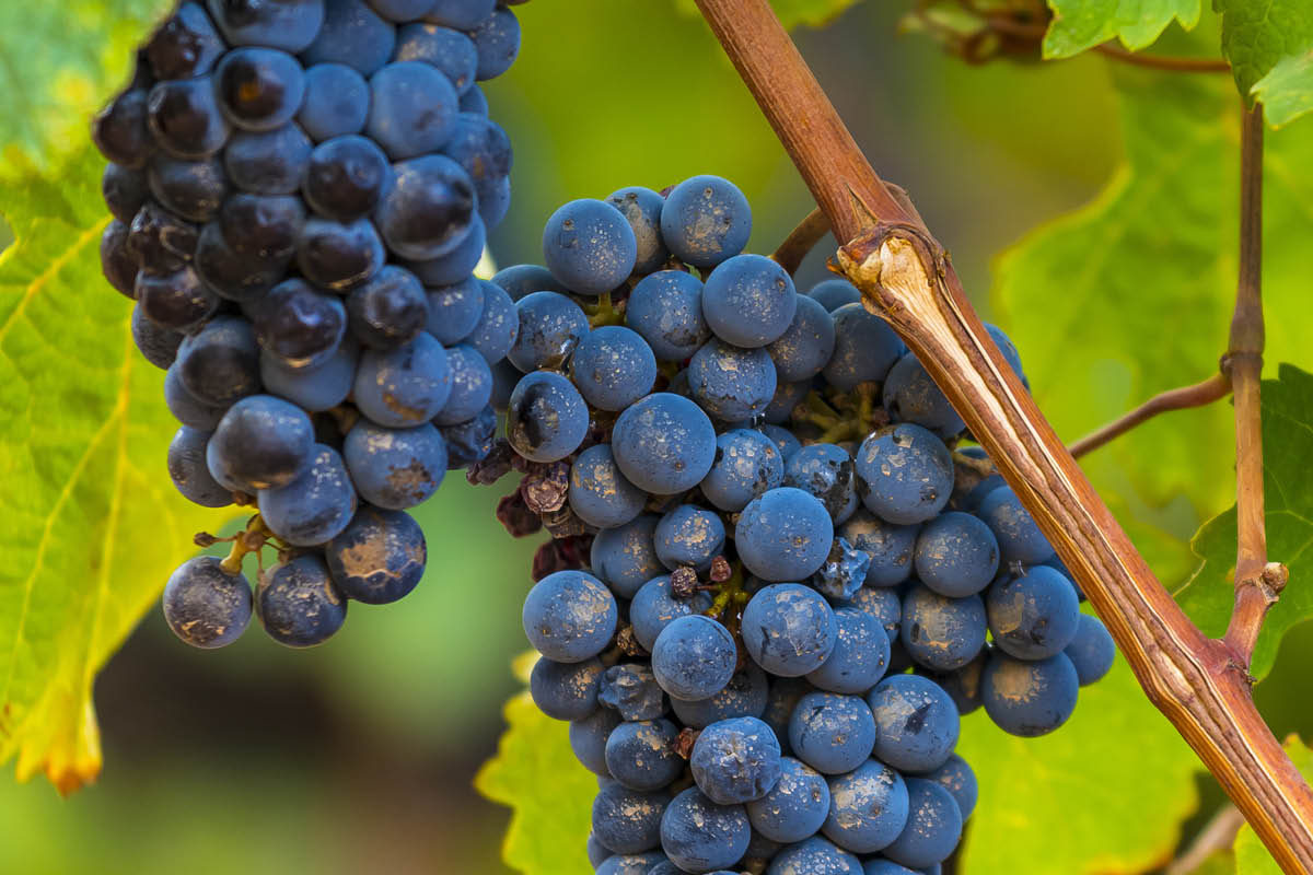 Kasvia kasvihuoneeseen: Viinirypäle