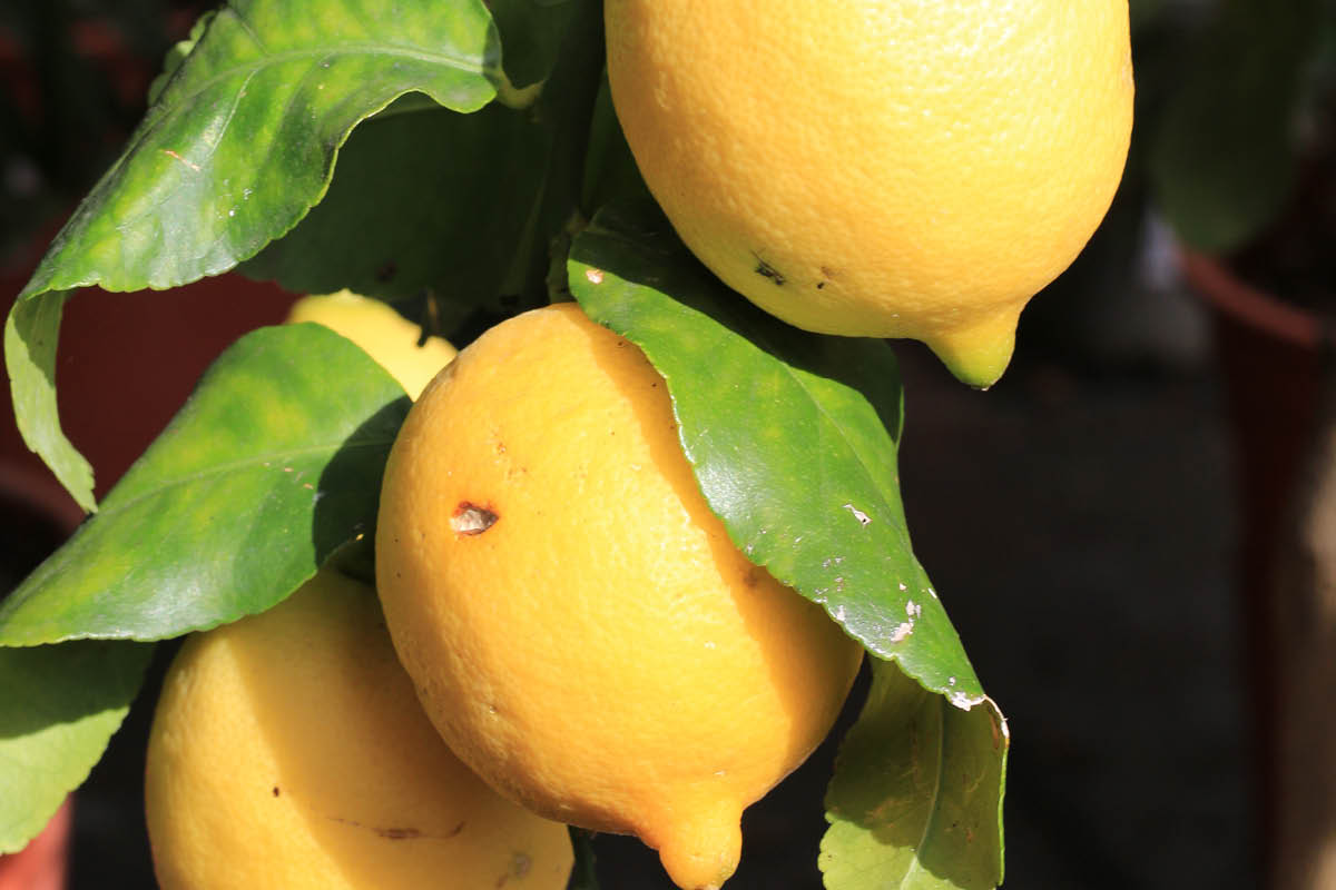 Kasvia kasvihuoneeseen: Sitruuna