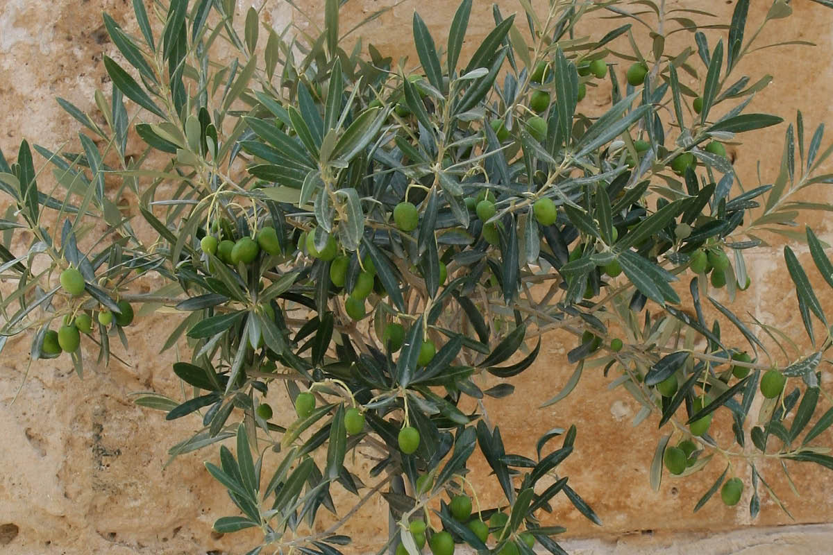Kasvia kasvihuoneeseen: Oliivi
