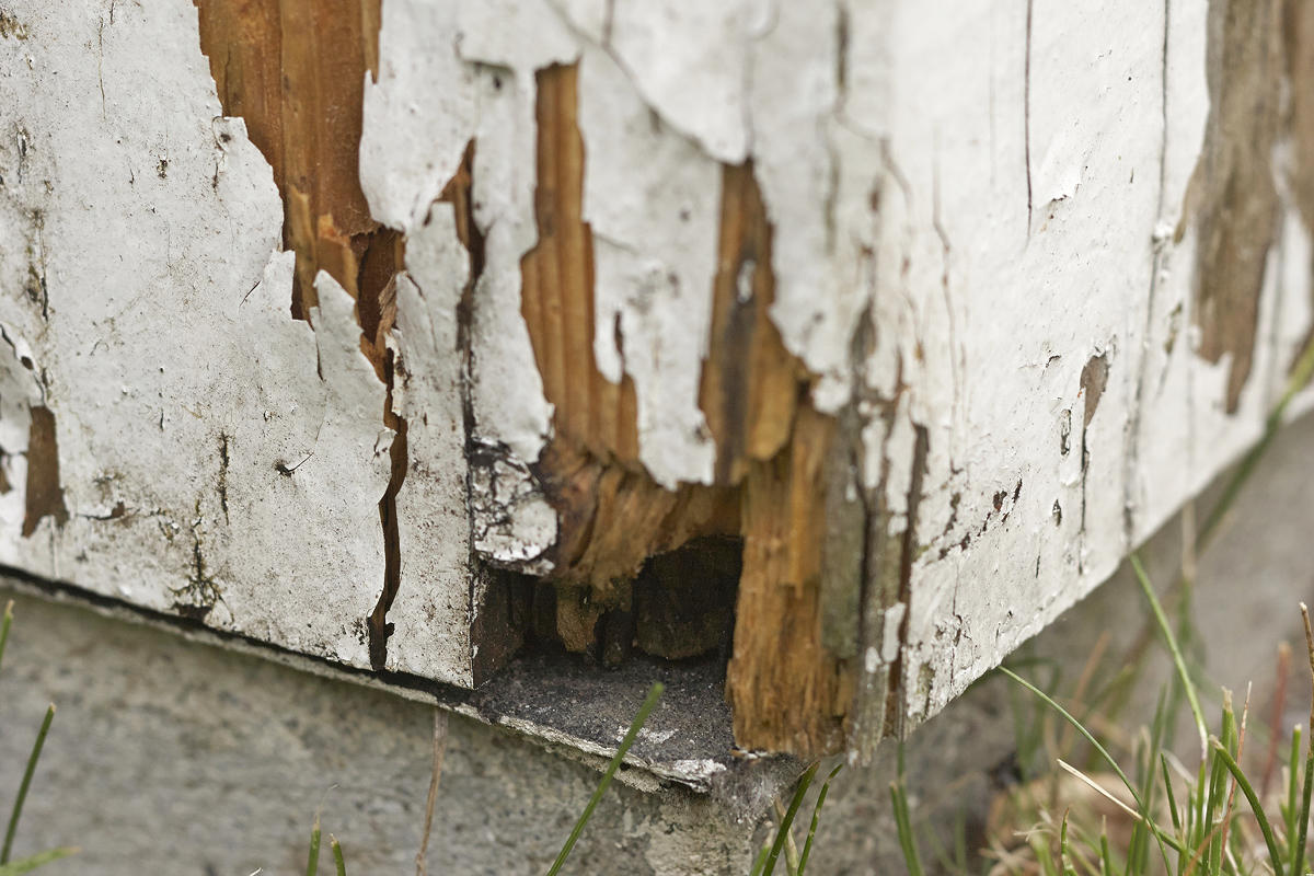 Lahonneen puun korjaus