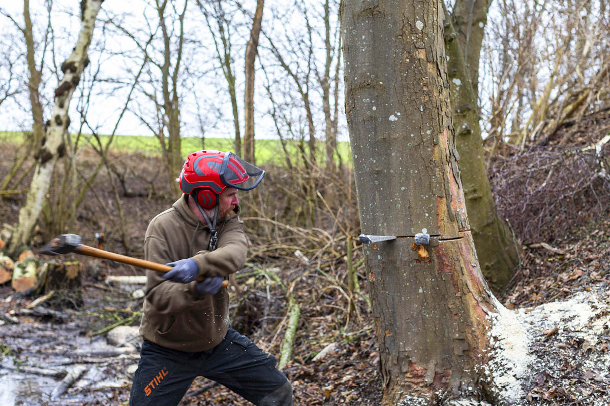 Fell treet som en skogsarbeider