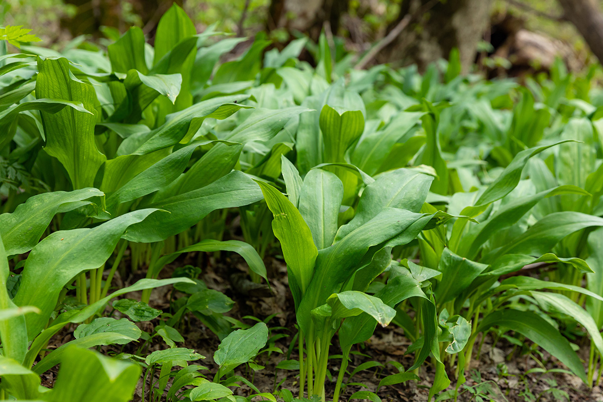 Karhunlaukka suomessa
