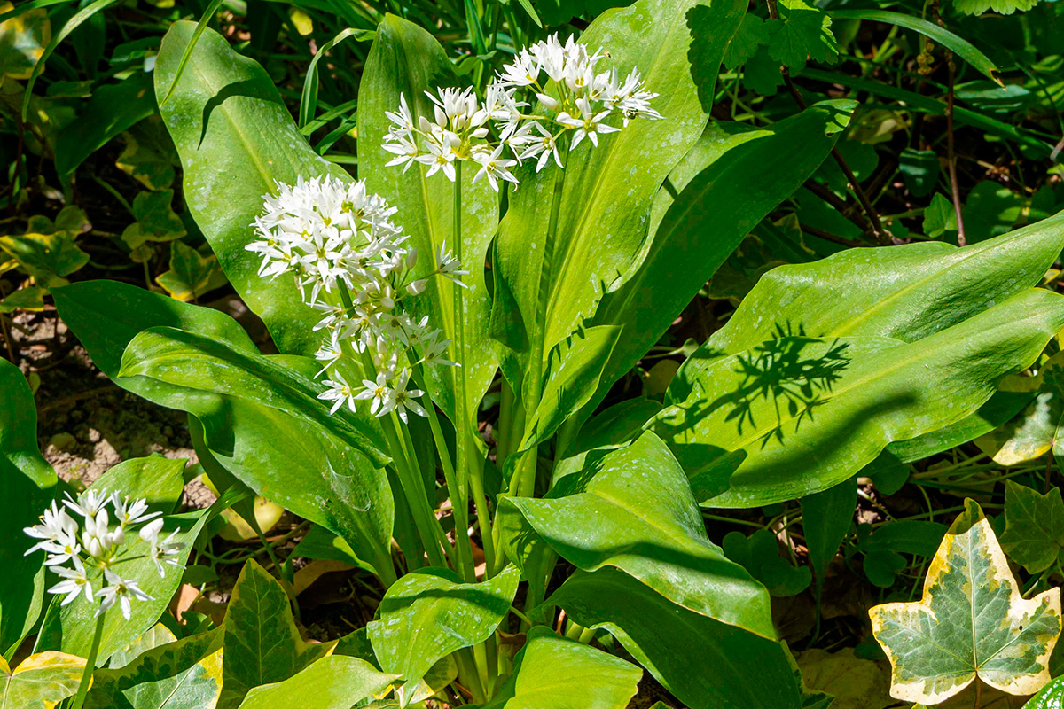 Hvordan ser ramsløg ud?