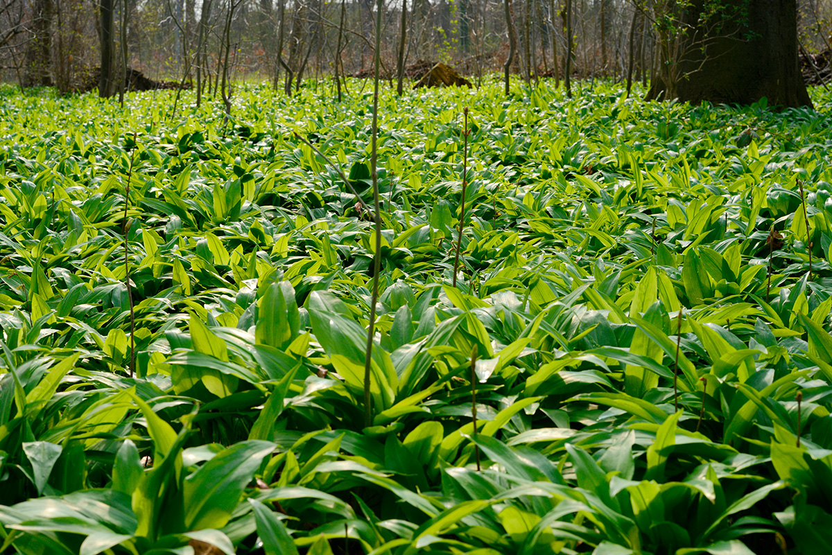 Hvor finder man ramsløg?