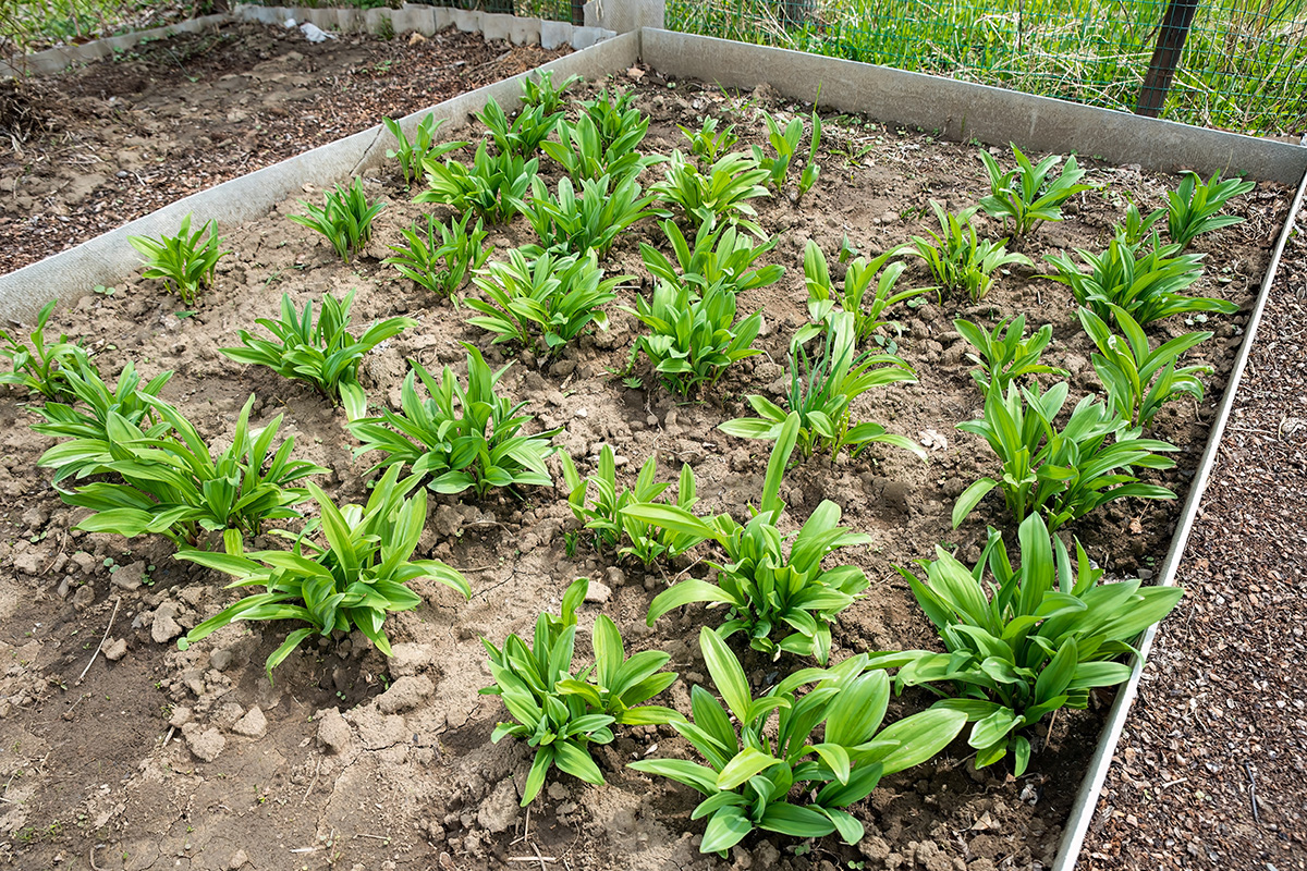 Plante ramsløg i haven