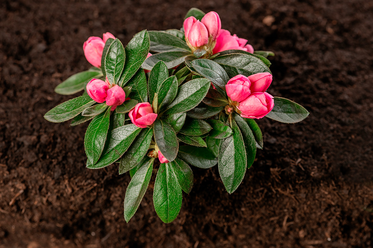 Plant rododendron i hagen i mai