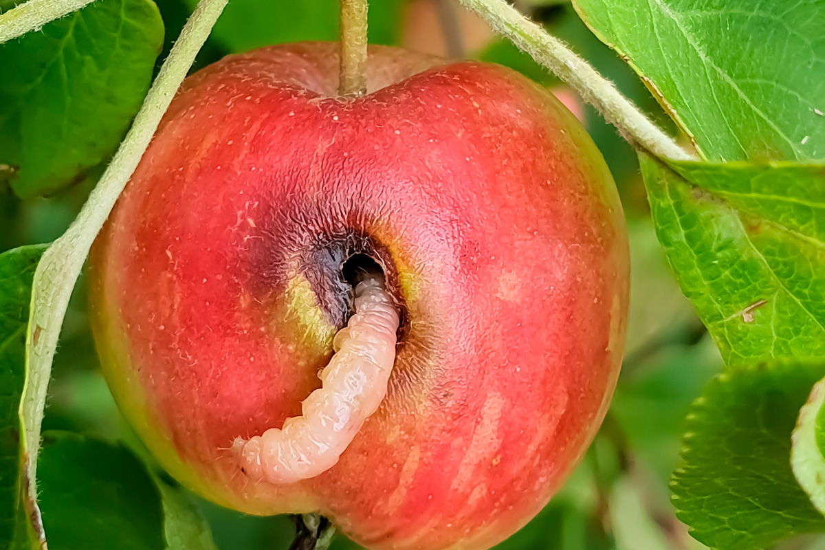 Larven fra en æblevikle er på vej ud af et æble