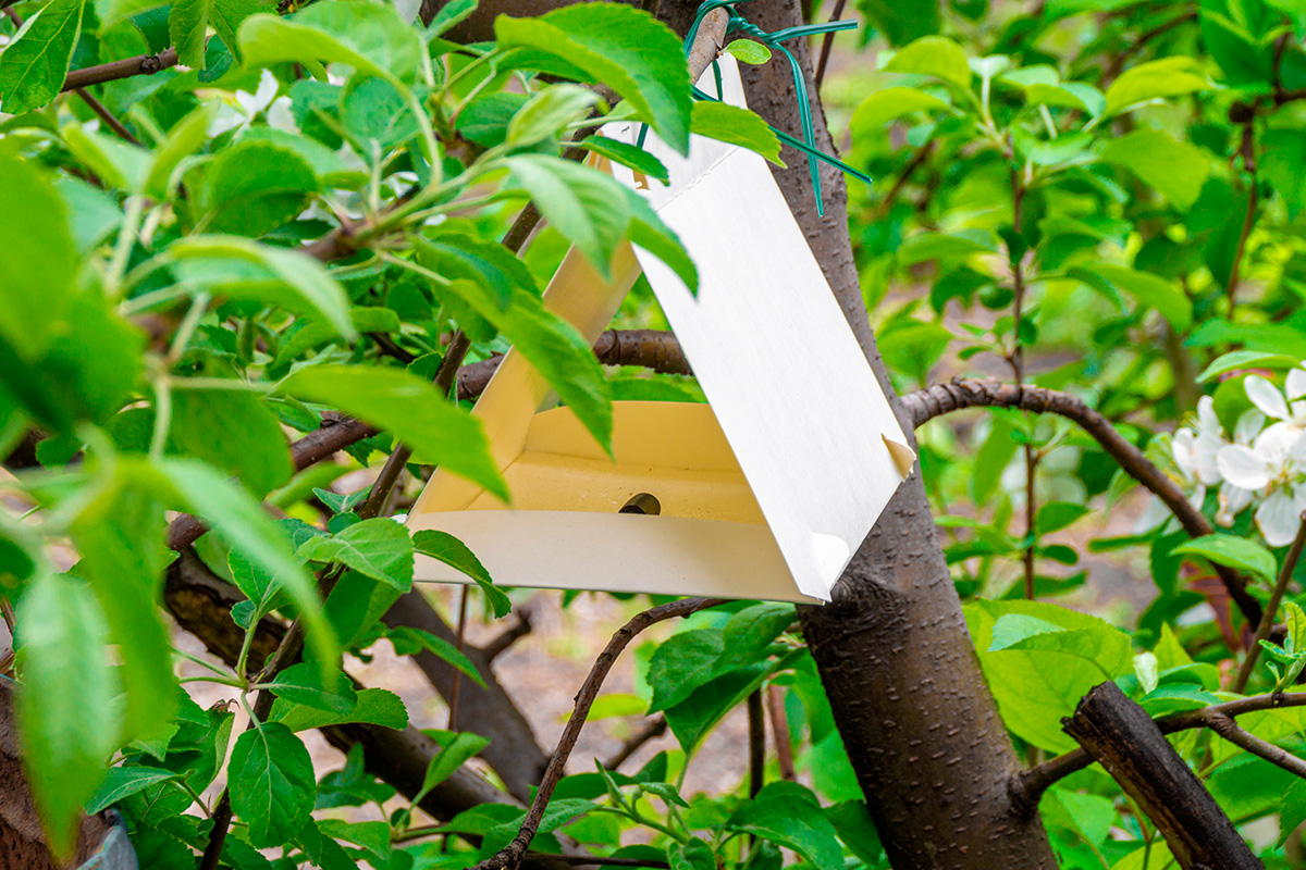 Æblevikler bekæmpelse