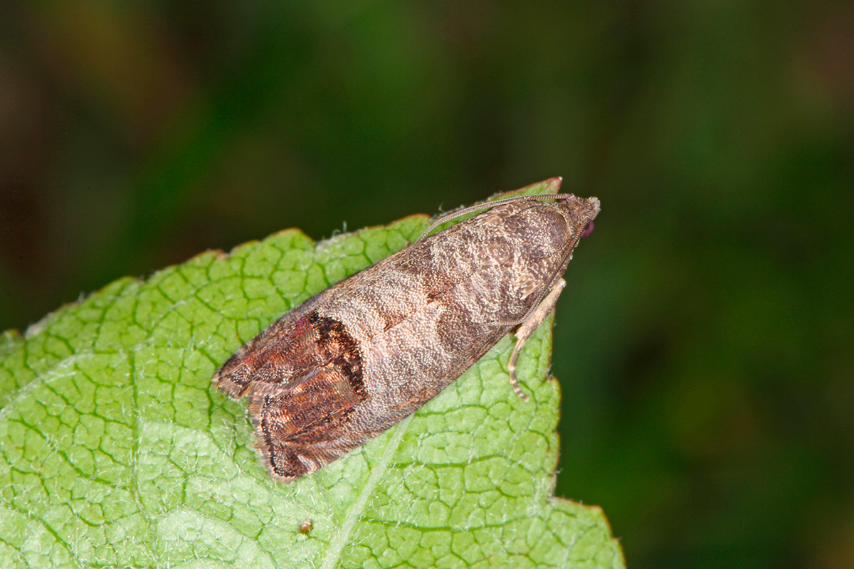 Middel mod æblevikler
