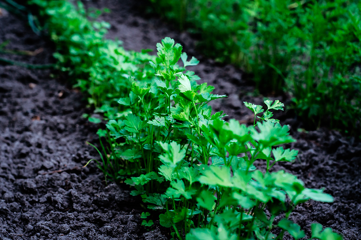 Plantera persilja i maj
