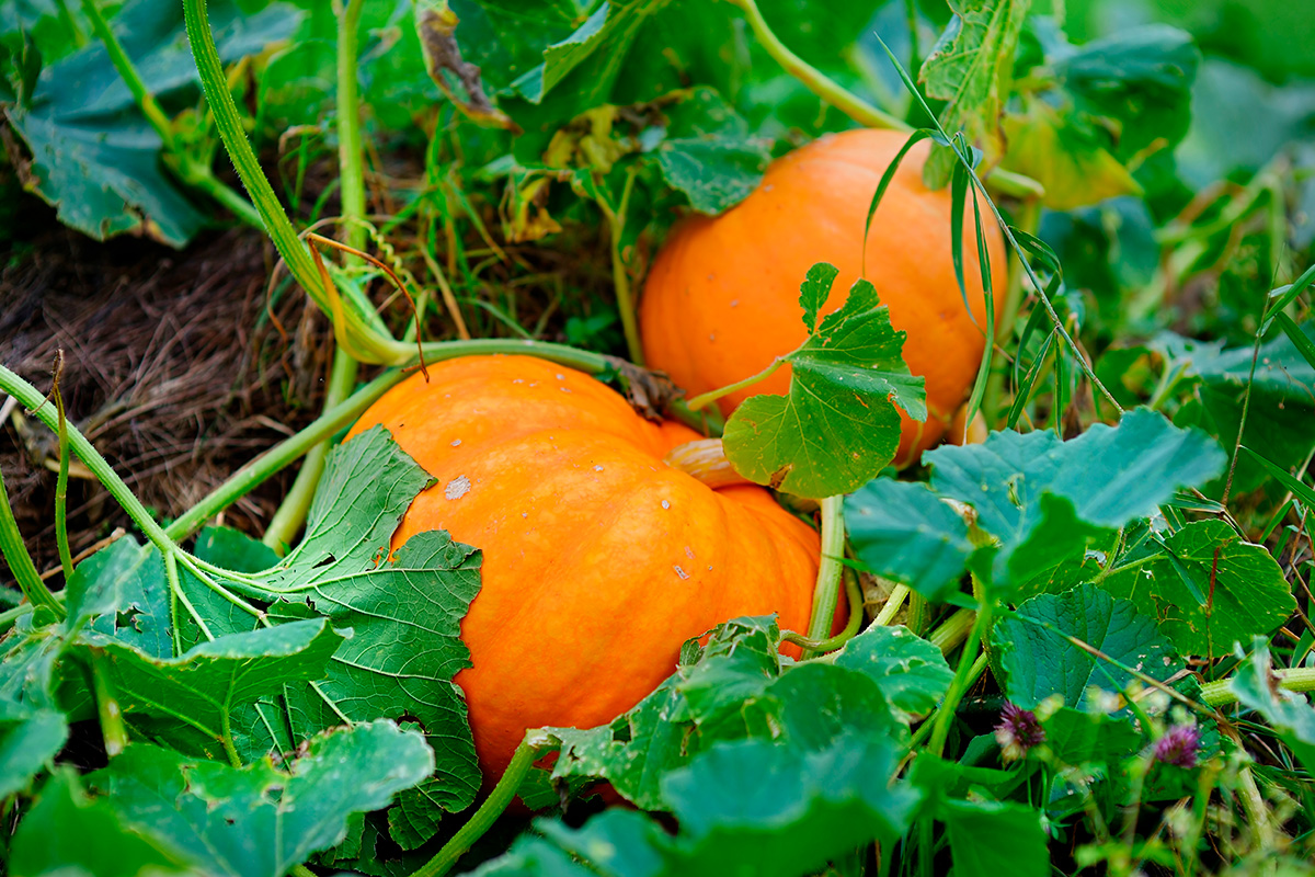 Plantera pumpor i maj