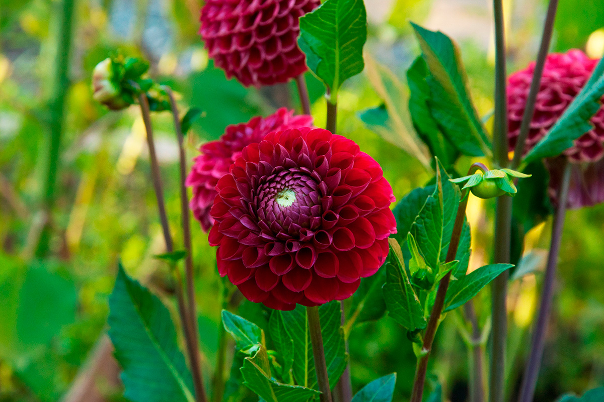 Vilka blommor kan man plantera i maj?