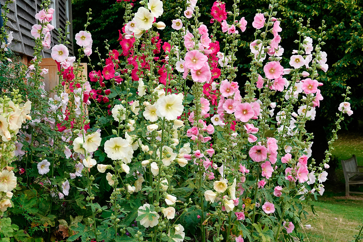 Plantera stockrosor i maj