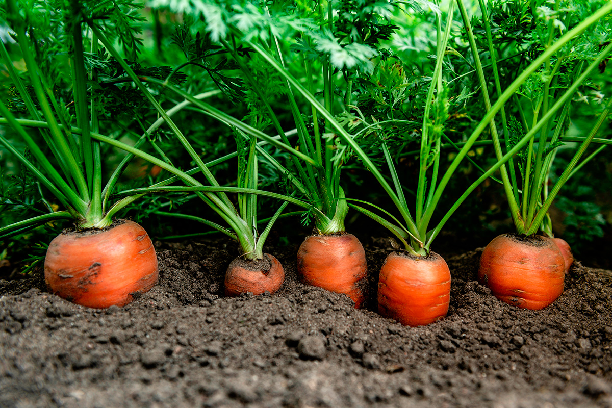 Plantera morötter i maj