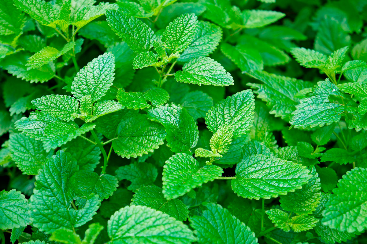 Plantera citronmeliss i maj