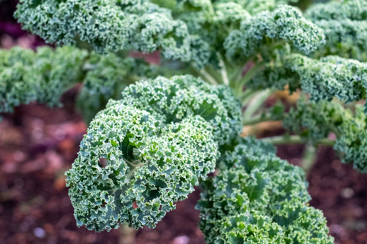 Plantera grönkål i maj
