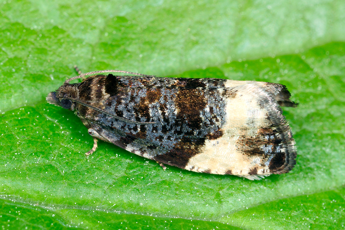 Bekæmpelse af orm i blommer