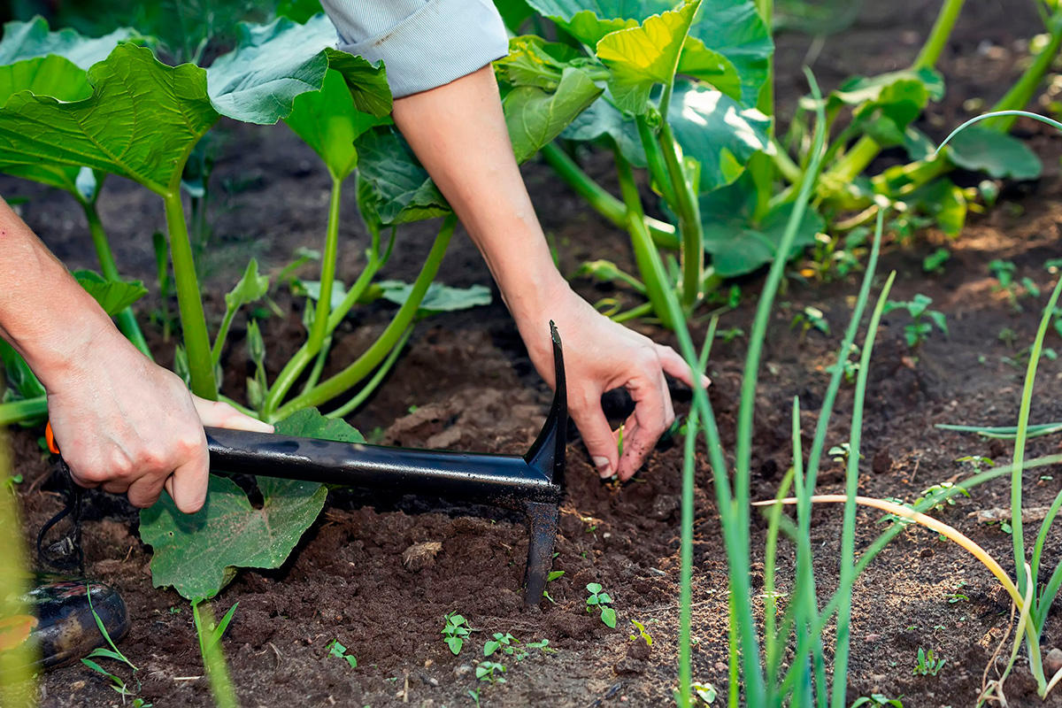 Så og passe køkkenhaven i juni