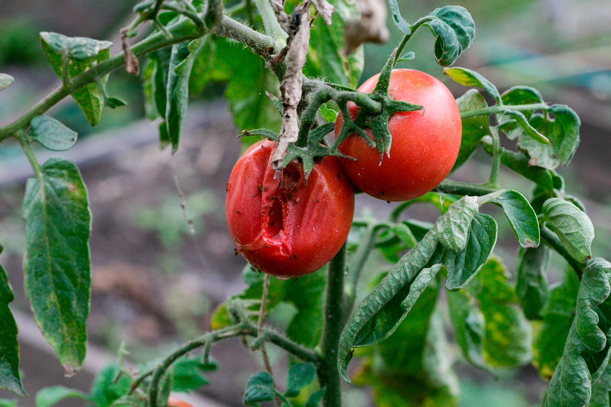 Sygdomme i planter i juni
