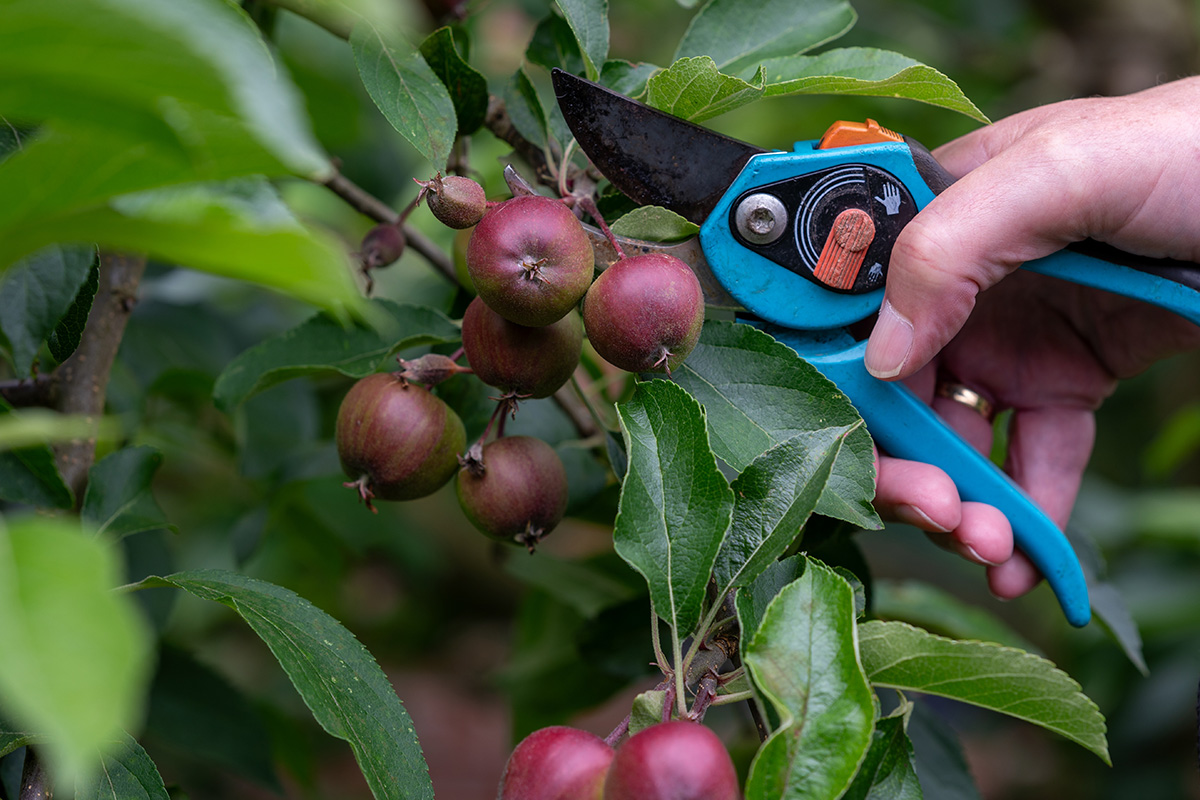 Tynde ud i frugter i haven i juni