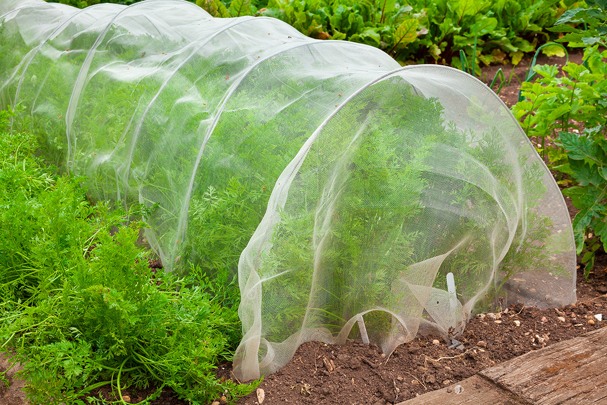 Gulerodsflue hvornår?