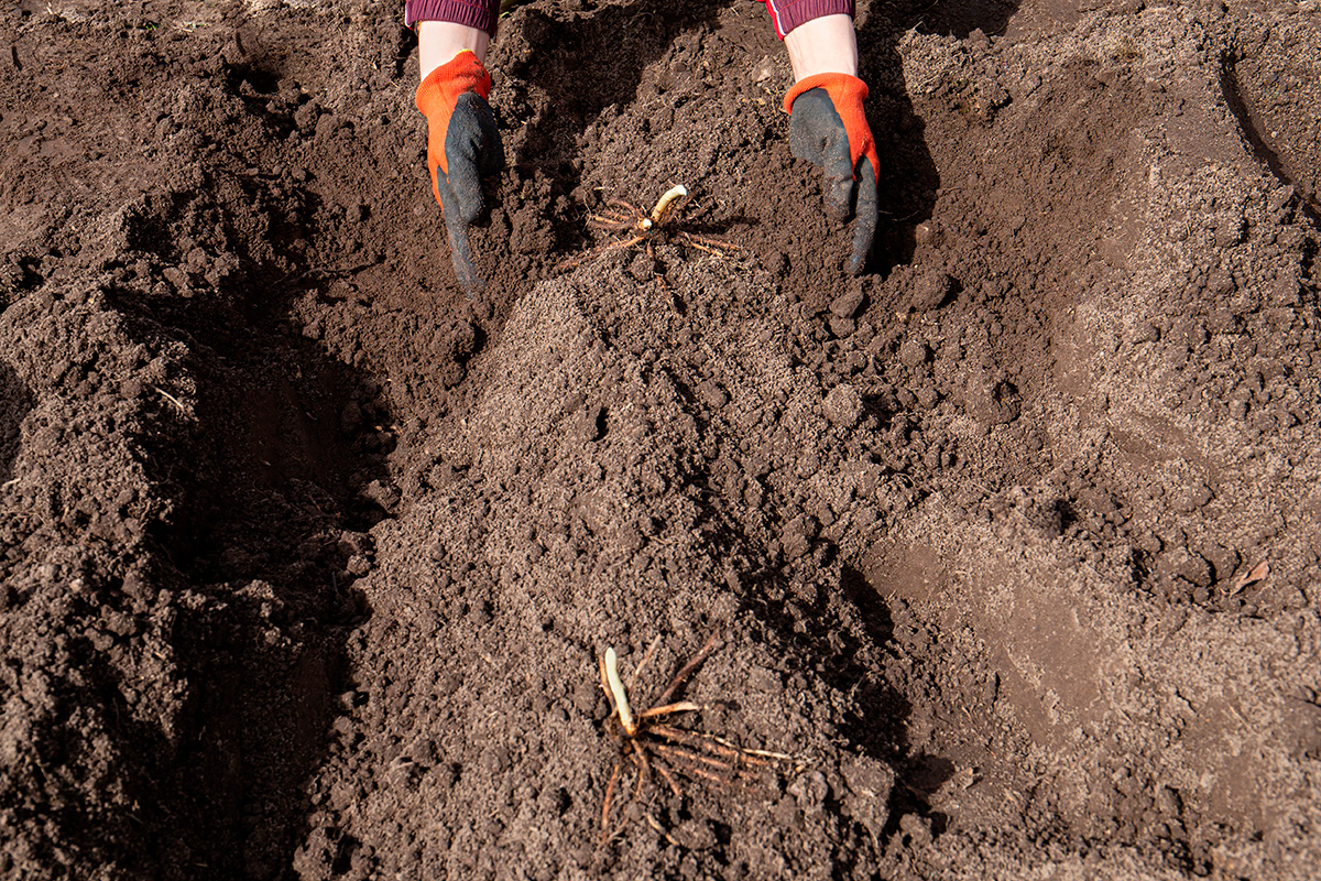 Parsan kasvatus pihalla