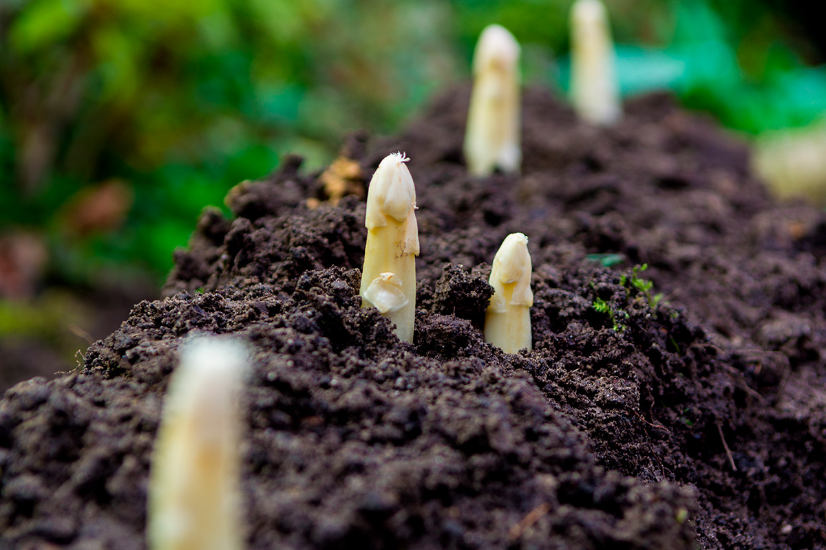 Valkoinen parsa kasvatus