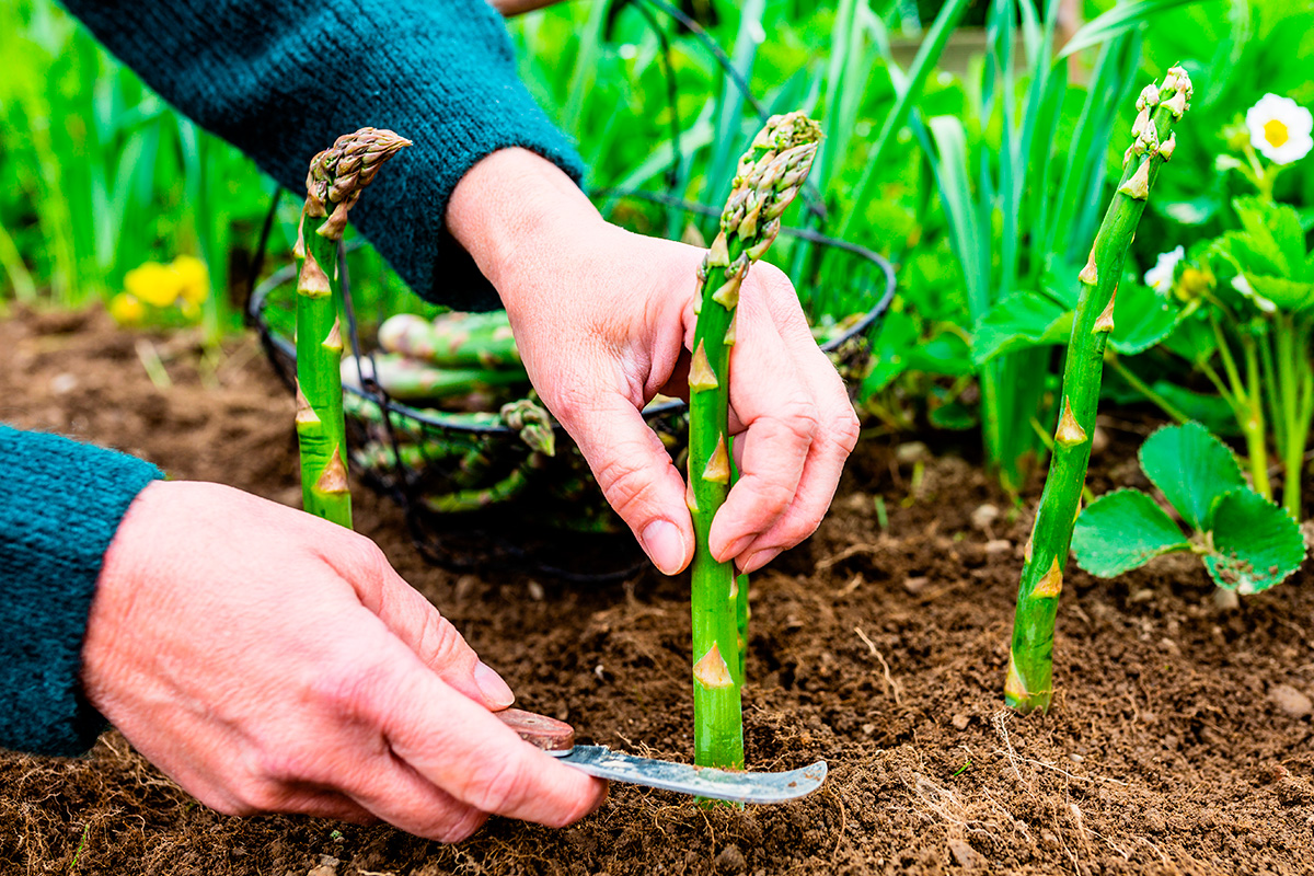 Vihreä parsa kasvatus